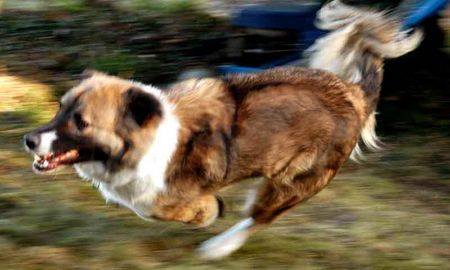Kaukasischer Schäferhund Hunde Foto 27529 in höherer Auflösung ansehen Kaukasischer Schäferhund Kaukasischer Ovtcharka