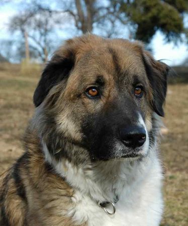 Kaukasischer Schäferhund Hunde Foto 27530 in höherer Auflösung ansehen Kaukasischer Schäferhund Kaukasischer Ovcharka