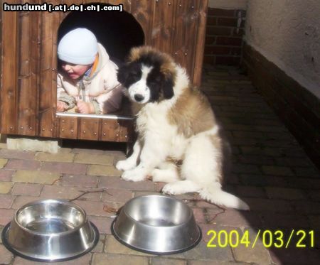 Kaukasischer Schäferhund Hunde Foto 11115 Kaukasischer Schäferhund