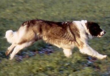 Kaukasischer Schäferhund Hunde Foto 1575 Kaukasischer Schäferhund Attila in vollem Galopp