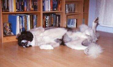 Kaukasischer Schäferhund Hunde Foto 900 Kaukasischer Schäferhund Attila Wolkodaw in der Bibliothek