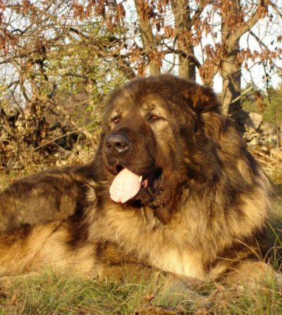 Kaukasischer Schäferhund Hunde Foto 36796 in höherer Auflösung ansehen Kaukasischer Schäferhund Arpaduti Veszedelem BALI - International Champion, Multichampion, Champion of Croatia, Champion of Slovenia, Candidate Champion of Italy, Candidate Champion of Austria, Junior Champion of Croatia, Junior Winner of Hungary, Double ALPE ADRIA Winner, Best Puppy of Club Show in Italy, Winner of Croatia, Winner of Austria, Winner of Italy, Winner of Slovenia, Multi Best Male in Breed, Multi Best of Breed Winner (Felvideki Halhatatlan AWTAWESZ - Samanhegyi Vitez CSUCSU).