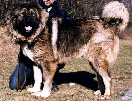 Kaukasischer Schäferhund Arpaduti Veszedelem BALI - International Champion, Multichampion, Champion of Croatia, Champion of Slovenia, Candidate Champion of Italy, Candidate Champion of Austria, Junior Champion of Croatia, Junior Winner of Hungary, Double ALPE ADRIA Winner, Best Puppy of Club Show in Italy, Winner of Croatia, Winner of Austria, Winner of Italy, Winner of Slovenia, Multi Best Male in Breed, Multi Best of Breed Winner (Felvideki Halhatatlan AWTAWESZ - Samanhegyi Vitez CSUCSU).