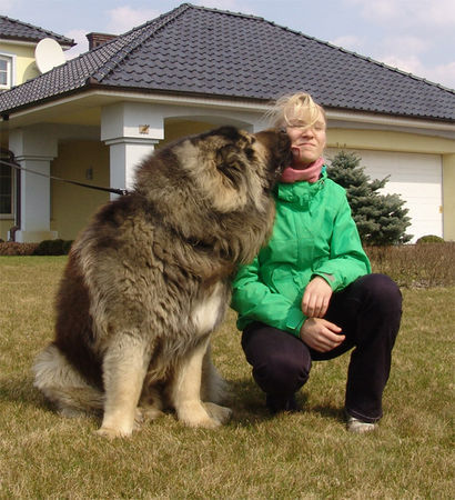Kaukasischer Schäferhund Hunde Foto 30802 in höherer Auflösung ansehen Kaukasischer Schäferhund Sina und Bravy