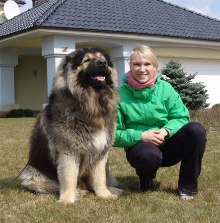 Kaukasischer Schäferhund Hunde Foto 30801 in höherer Auflösung ansehen Kaukasischer Schäferhund Sina und Bravy