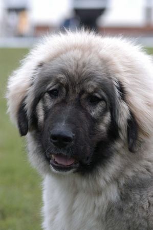 Kaukasischer Schäferhund Hunde Foto 29118 Kaukasischer Schäferhund Bainak