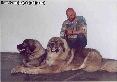 Kaukasischer Schäferhund Hunde Foto 5147 Kaukasischer Schäferhund Belaja und Balou Bär