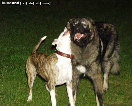 Kaukasischer Schäferhund Hunde Foto 23263 Kaukasischer Schäferhund Mein Balu und seine Freundin Gina beim toben