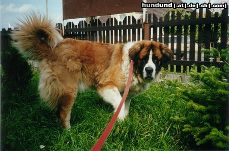 Kaukasischer Schäferhund Hunde Foto 6907 Kaukasischer Schäferhund In ewiger Liebe Baska