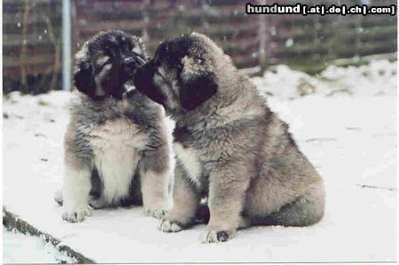 Kaukasischer Schäferhund Hunde Foto 5143 Kaukasischer Schäferhund Bibiana und Belaja