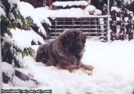 Kaukasischer Schäferhund Hunde Foto 8777 Kaukasischer Schäferhund so viel Schnee
