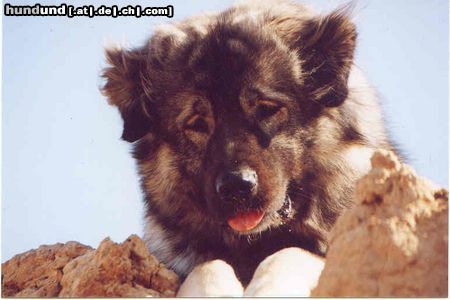 Kaukasischer Schäferhund Hunde Foto 5820 Kaukasischer Schäferhund Belaja