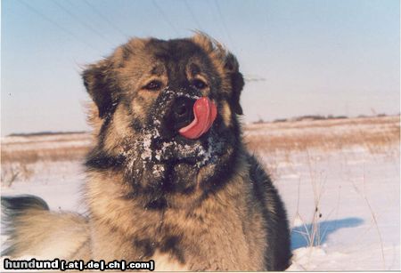 Kaukasischer Schäferhund Hunde Foto 5144 Kaukasischer Schäferhund Belaja