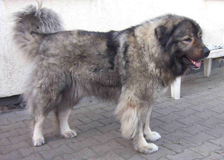 Kaukasischer Schäferhund Hunde Foto 32662 in höherer Auflösung ansehen Kaukasischer Schäferhund Belaja von der alten Dorfschule