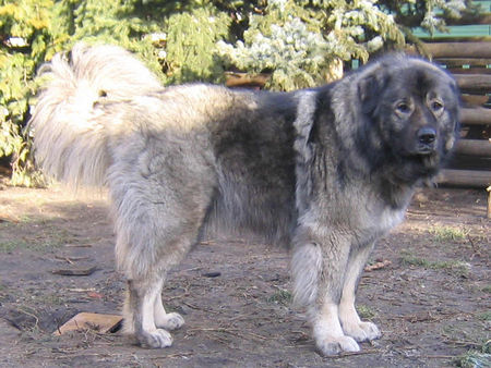 Kaukasischer Schäferhund Ch.Belaja von der alten Dorfschule