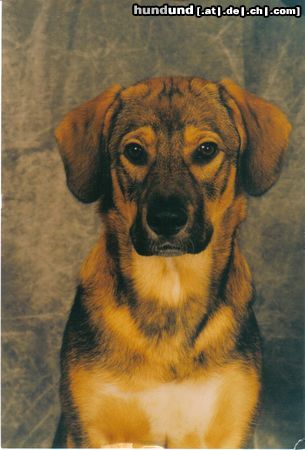 Kaukasischer Schäferhund Hunde Foto 22278 in höherer Auflösung ansehen Kaukasischer Schäferhund Benji, Mischling aus Kaukase und Terrier