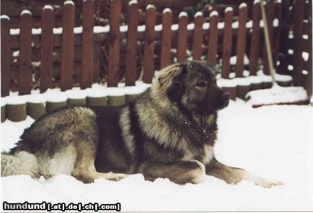 Kaukasischer Schäferhund Hunde Foto 5145 Kaukasischer Schäferhund Bibi
