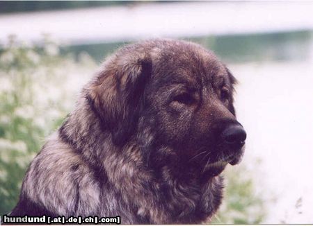 Kaukasischer Schäferhund Bibi