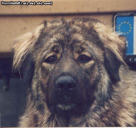 Kaukasischer Schäferhund Hunde Foto 5141 Kaukasischer Schäferhund Bibi (Anuschka von der alten Dorfschule)