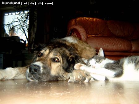 Kaukasischer Schäferhund Hunde Foto 10019 Kaukasischer Schäferhund Bety (10 Jahre) und Minka(2 Jahre)