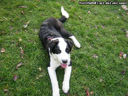 Kaukasischer Schäferhund Hunde Foto 7317 Kaukasischer Schäferhund Kimmy 4.5 Monate