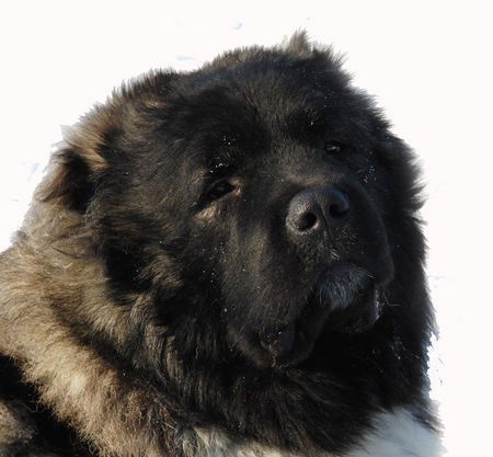 Kaukasischer Schäferhund Shatun mit 16 Monaten