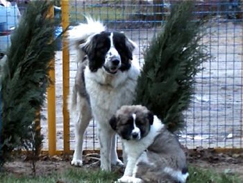 Kaukasischer Schäferhund Hunde Foto 2175 Kaukasischer Schäferhund Cessy & Dunja