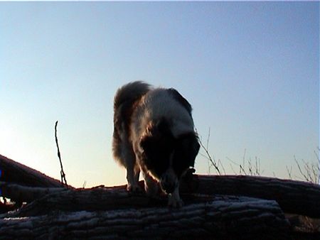 Kaukasischer Schäferhund Hunde Foto 2174 Kaukasischer Schäferhund Dunja unser Wolf