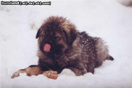 Kaukasischer Schäferhund Hunde Foto 8778 Kaukasischer Schäferhund Chern`ka von der alten Dorfschule(11Wochen alt) im Schnee