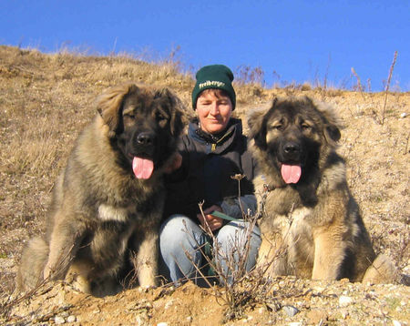 Kaukasischer Schäferhund unsere Jüngsten Dshatak und Dimona