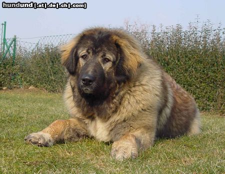 Kaukasischer Schäferhund Hunde Foto 9451 Kaukasischer Schäferhund Dana vom Luch am Walde