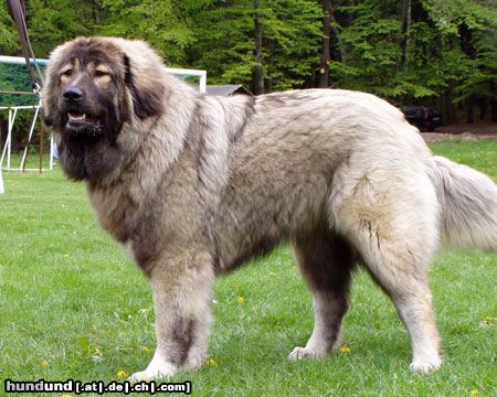 Kaukasischer Schäferhund DARKA von Inguri - 12 Monate