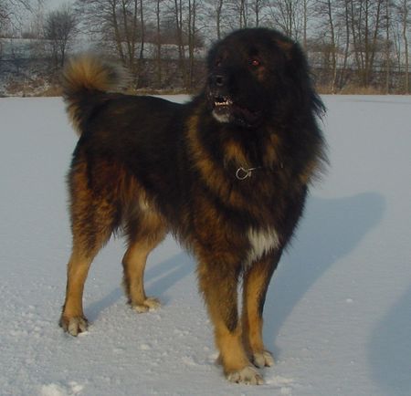 Kaukasischer Schäferhund Hunde Foto 1579 Kaukasischer Schäferhund Husar vom Sieglitzer Berg vom 20.12.2002