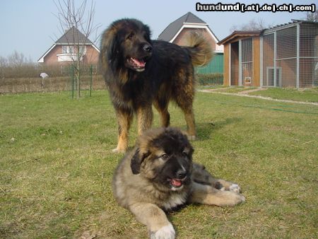 Kaukasischer Schäferhund Hunde Foto 3056 Kaukasischer Schäferhund Husar und Dana