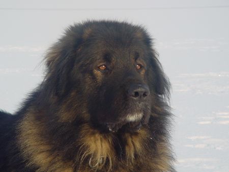 Kaukasischer Schäferhund Hunde Foto 1580 Kaukasischer Schäferhund Husar vom Sieglitzer Berg vom 20.12.2002