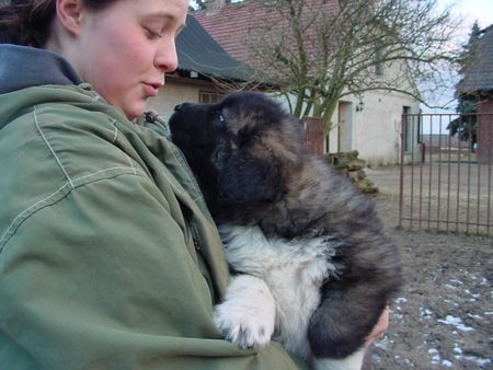 Kaukasischer Schäferhund Hunde Foto 2352 Kaukasischer Schäferhund Rüde mit 6 Wochen von Husar