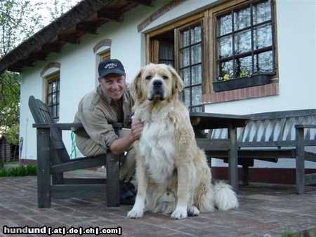 Kaukasischer Schäferhund Hunde Foto 18716 in höherer Auflösung ansehen Kaukasischer Schäferhund Benni : Mischung aus kaukasischem Schäferhund und Bernhardiner