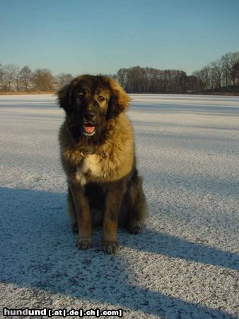 Kaukasischer Schäferhund Hunde Foto 8454 Kaukasischer Schäferhund Dana vom Luch am Walde