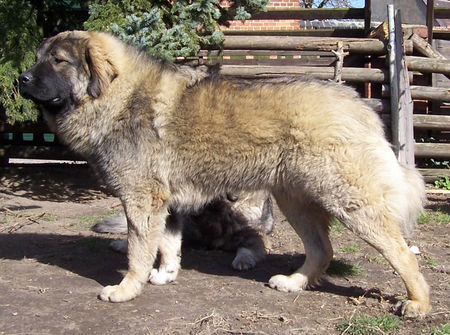 Kaukasischer Schäferhund Dshatak von der alten Dorfschule