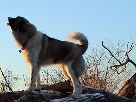 Kaukasischer Schäferhund Hunde Foto 2189 Kaukasischer Schäferhund Dunja-Wolf