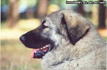 Kaukasischer Schäferhund Hunde Foto 5821 Kaukasischer Schäferhund Duschka