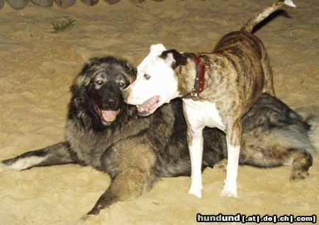 Kaukasischer Schäferhund Hunde Foto 23264 Kaukasischer Schäferhund Mein Balu und seine Freundin Gina beim toben