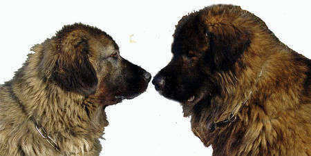 Kaukasischer Schäferhund Hunde Foto 28983 Kaukasischer Schäferhund Husar und Dana