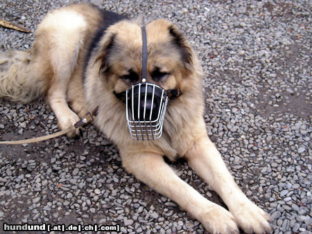 Kaukasischer Schäferhund Hunde Foto 25573 in höherer Auflösung ansehen Kaukasischer Schäferhund Tirmarkt in Georgien