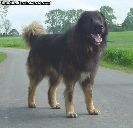 Kaukasischer Schäferhund Hunde Foto 11298 Kaukasischer Schäferhund Husar vom Sieglitzer Berg