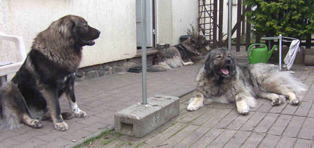 Kaukasischer Schäferhund Hunde Foto 32663 in höherer Auflösung ansehen Kaukasischer Schäferhund Anuschka,Belaja und Chern´ka von der alten Dorfschule