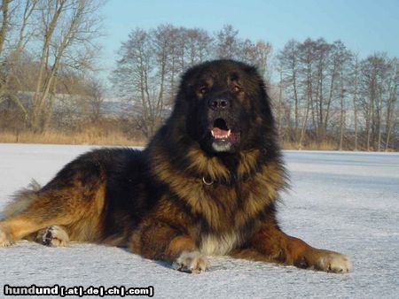 Kaukasischer Schäferhund Hunde Foto 8453 Kaukasischer Schäferhund Husar vom Sieglitzer Berg