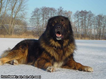 Kaukasischer Schäferhund Husar vom Sieglitzer Berg