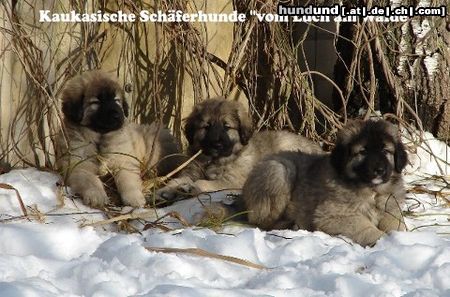 Kaukasischer Schäferhund Hunde Foto 45636 in höherer Auflösung ansehen Kaukasischer Schäferhund I-Wurf