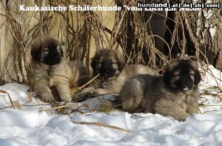 Kaukasischer Schäferhund I-Wurf 